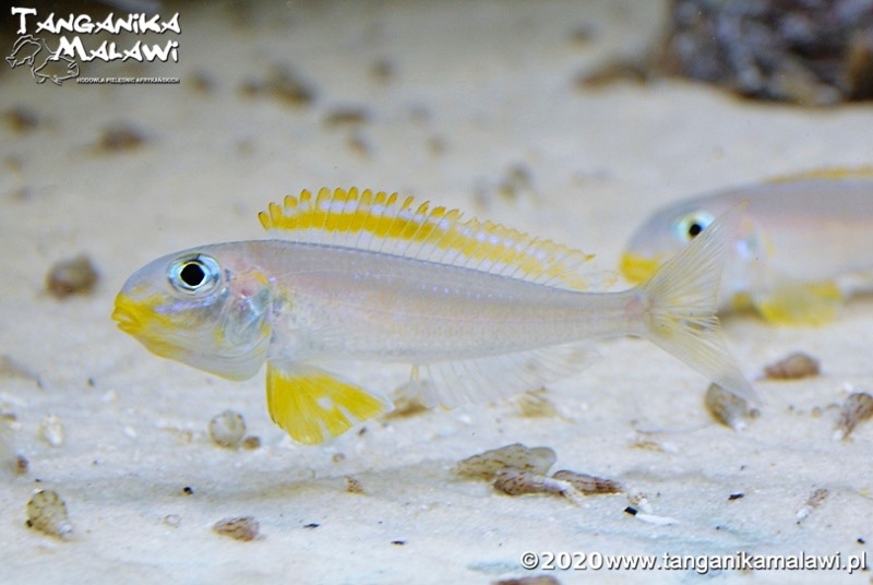Xenotilapia flavipinnis 'Nyanza-Lac'